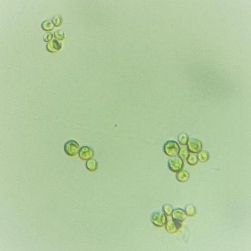 A-02蛋白核小球藻